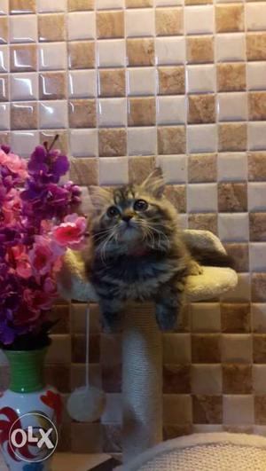 Tebby color so cool Persian available