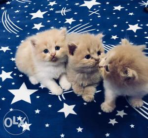 Three Brown Persian Kittens