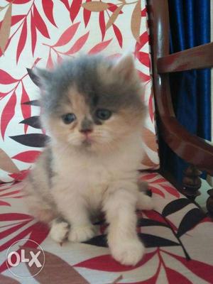 Top Quality Perisan Kitten male and female