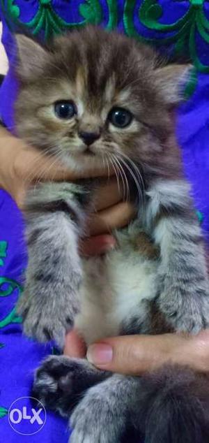 Tripple coat persian kittens available