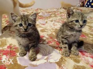 Two Brown Tabby Kittens