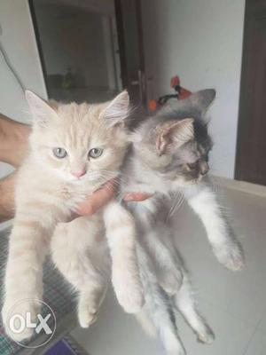 Two Long-fur Orange And Gray Kittens