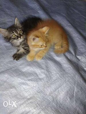 Two Orange And Brown Tabby Kittens
