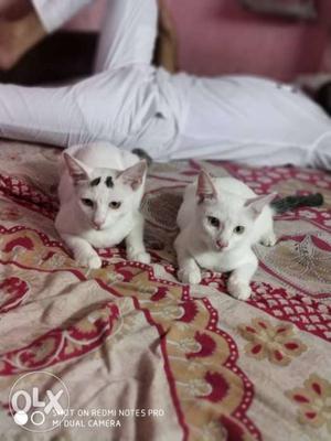 Two White-and-black Kittens