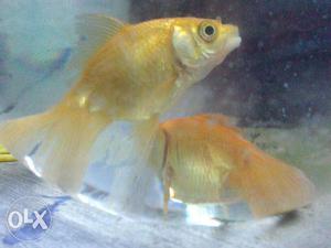 Two Yellow Goldfish