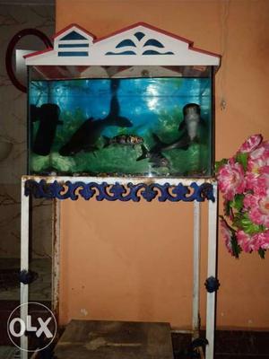 Two shark fishes + aquarium + stand