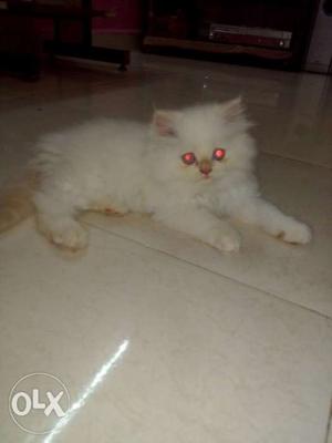 Urgnt sale himalayan kitten 2.5 mnth