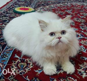 Want a persian cat contact me