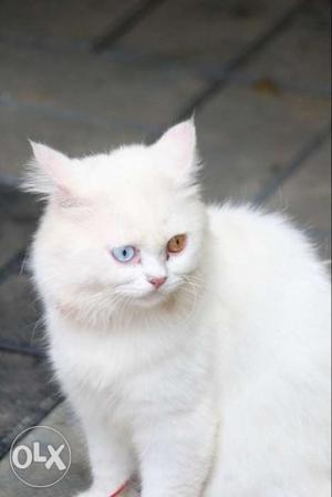 White Persion cat