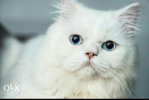 White and grey Persian male cat for matting only
