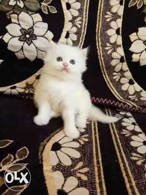 White male kitten for sale