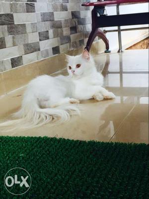 White persian cat female active very bestly