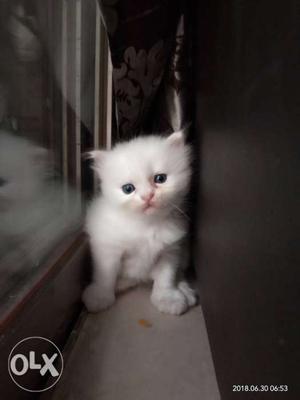 White persian male kitten mumbai good homes