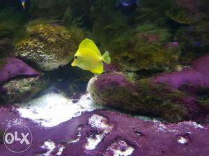 Yellow tang marine fish