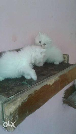 pure white persian cat for sell