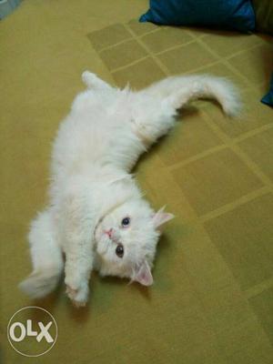 white persian double coat kitten