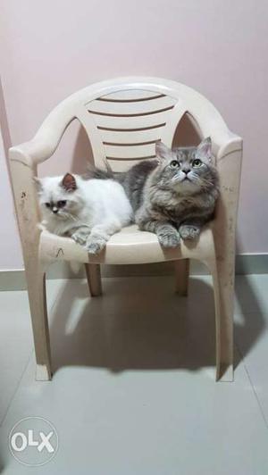 Two Long-haired White And Gray semi puch cats