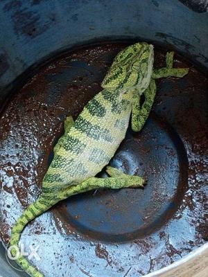 Real % color changing lizard(This is an