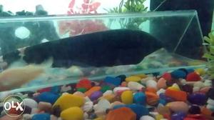 1.2 foot size feather fish for sale super