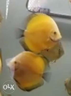 2 inches discuss fish in cheapest price yellow