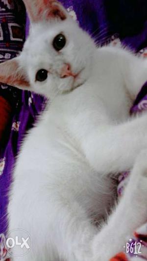 2 month cat White Cat In Thane