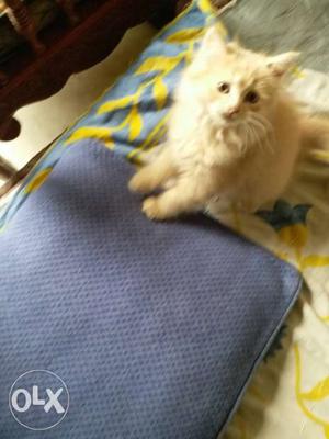 2 month old persian female kitten looking for a