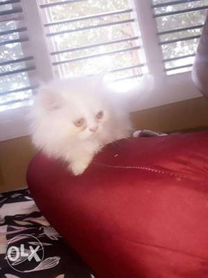 2 semipunch female kittens for sale