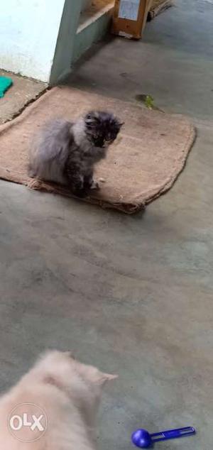 2months old pair Persian kitten's direct call if