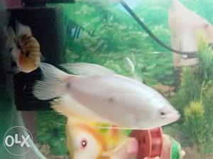 2pice Gorrami fish 5-6inch big.and this is a peear
