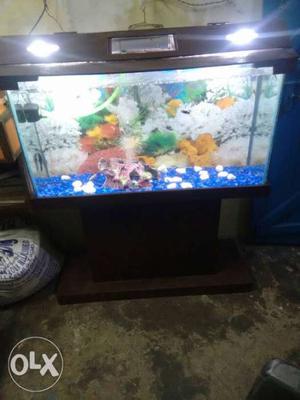 3 foot fish tank with 25 fish baby's