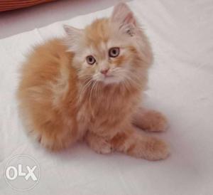 3.months male Persian kitten