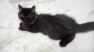 3mnth old Persian cat with cat bed rs850 cat food