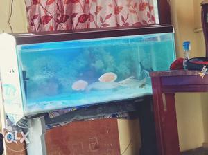 4/2 aquarium for sales with fishes like