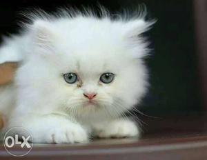 50days male persian cat origional kitten white