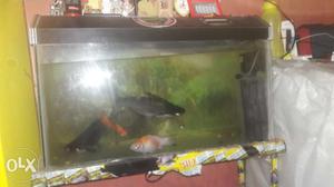 7 fish and moter and fish tank
