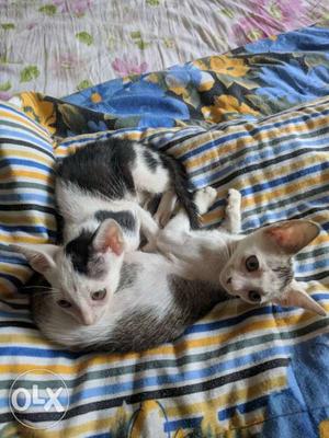 8 weeks old pair of male and female kittens,
