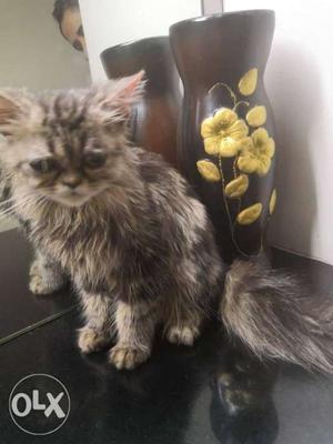 A cute male Persian cat for sale
