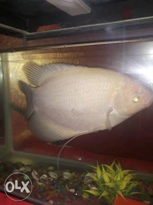 Albino Cichlid