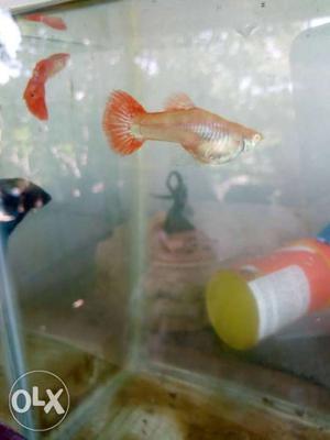 Albino Red Guppy Fish pair