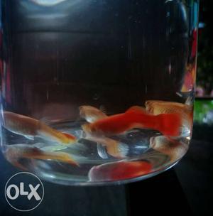 Albino full red guppy for sale 1male (2months