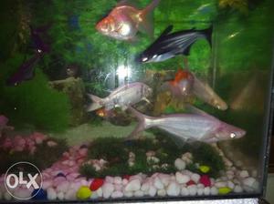 Albino shark for sale 8 inches two fishes four nine