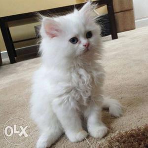 All Types Of Persian kittens available here