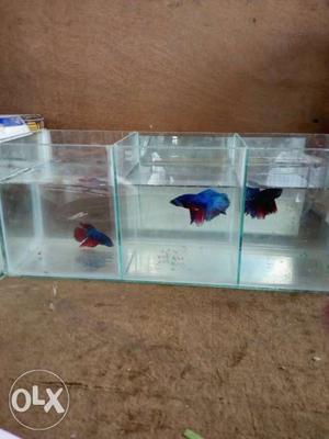 All type betta fish tanks available