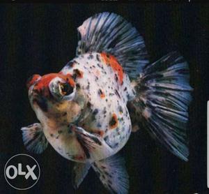 All type of colour fish supplier Delivery