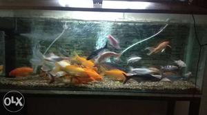 Aquarium 6 month old with all accessories and