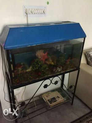 Aquarium for sale with three really nice fishes