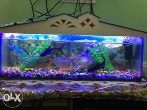 Aquarium with Fishes & Complete Accessories