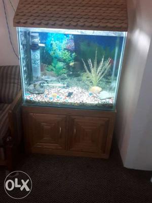 Aquarium with all accessories and fishes