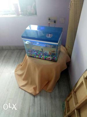 Aquerium with 8 fish and oxygen.and blue tube.contact -
