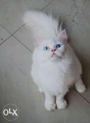 Beautiful White persian cat